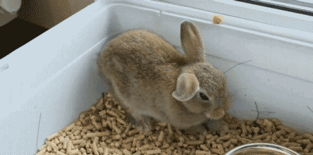 vk_com_animal_gif_0462