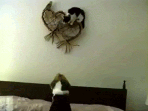 vk_com_animal_gif_0485