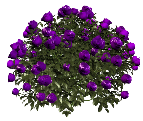 фиолет роз большой3