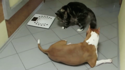 145f1abd54a9138a0aa2d22bf5f5a52c_273238_1495710480