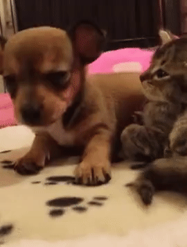 c920b68927280a8abed3d6a1a619e0ea_273238_1495620208