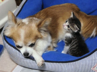 vk_com_animal_gif_0586