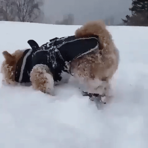 49ee216ac39f5d3e1835b3068c94d21c_309459_1577616143