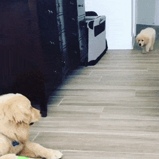 The_most_unsuccessful_sneak_attack_of_all_time