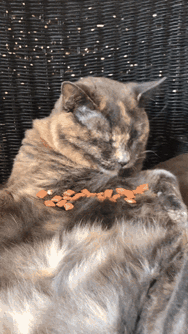 56ae0391072ac6869f377104390e235f_273238_1495960499