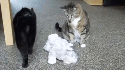 vk_com_animal_gif_0663