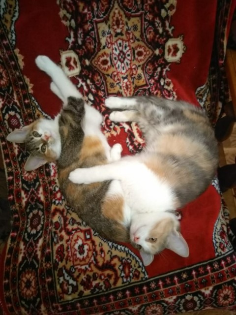 IMG-20191019-WA0027