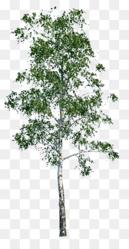 kisspng-tree-populus-nigra-architecture-silver-birch-5b13f9a7c25ef0.6762381515280357517962