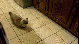 8513dc29eab916d48e9ef2d9707be1f8_342249_1579119553