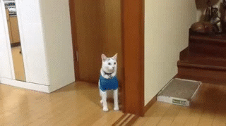 16cbdb5a656ce1807167b7eee7e7ecfc_342249_1579047390