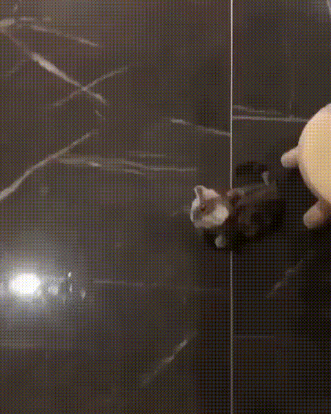 gifki-kote-myachiki-5753706