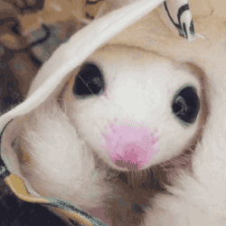 abf4754cc8ec058012b78245781ef74d_342249_1582933435