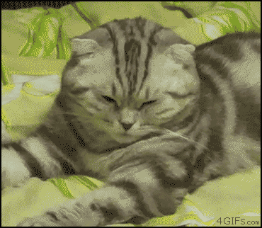 Cat_passes_out