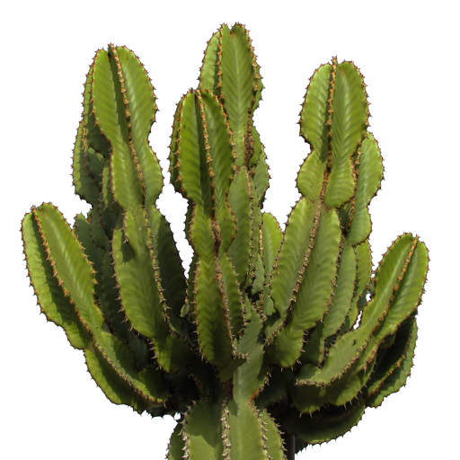 cactus_PNG23631