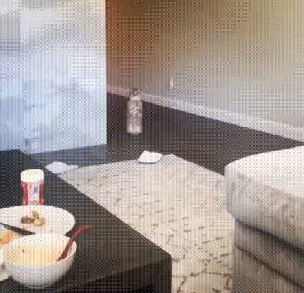 -котэ-взгляд-5822705