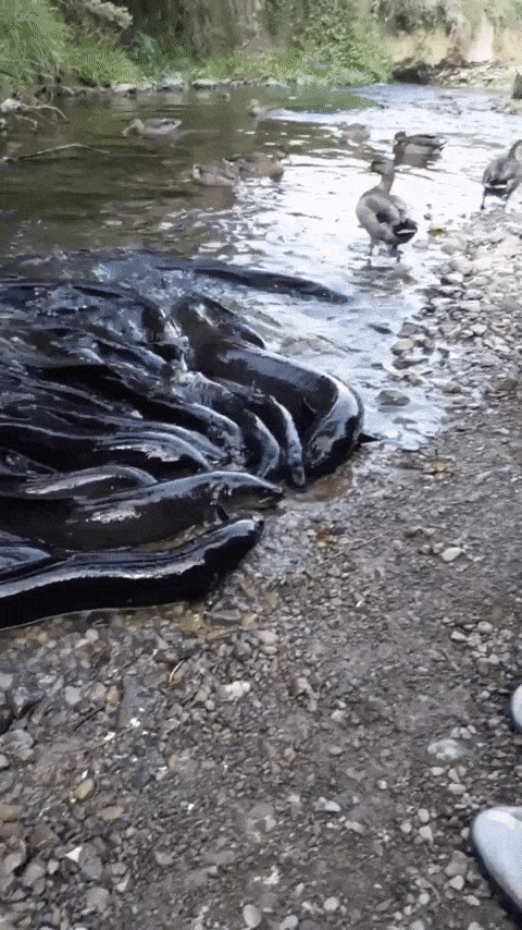 2899476957025_zver12