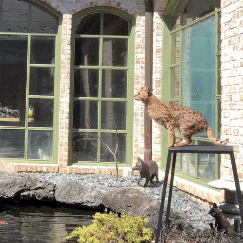 20377110929859_zver16