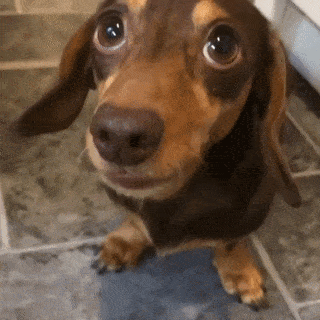 20085248257421_mos01