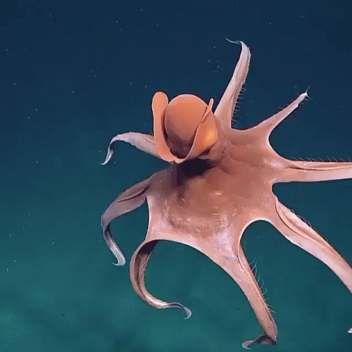 34935935522313_zver6