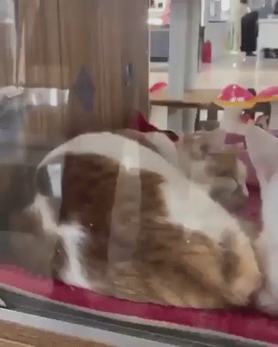 49005919337221_mos08