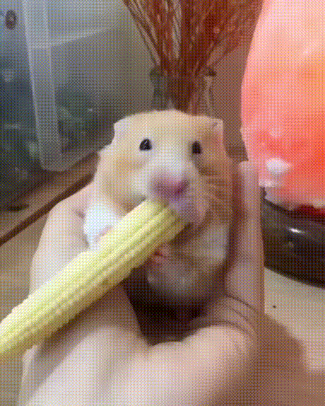 49924152833399_mos09