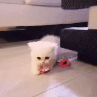 59810011466051_mos22