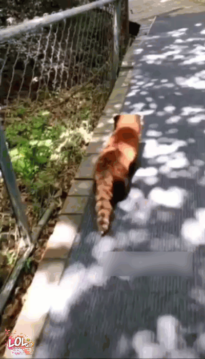 81530918673674_mos11