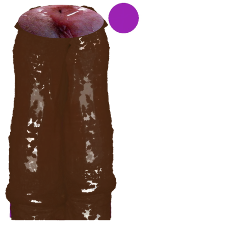 falos_01_gaykaконь2