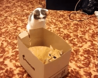 15882445442858_mos19