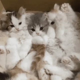 94738618595122_mos12