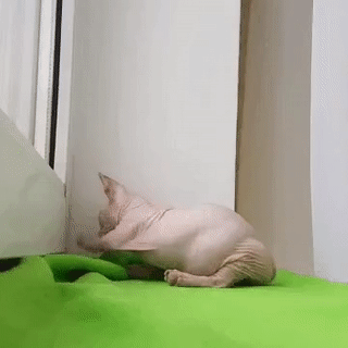 98587950266345_mos09