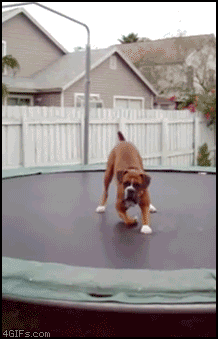 прыгающий собакевич