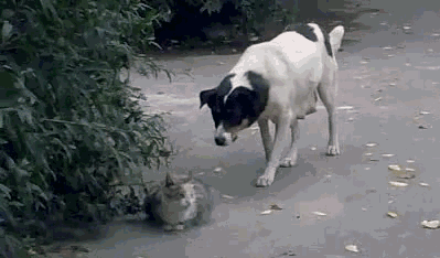 Собака-партизака