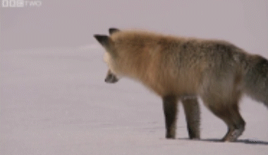 баян