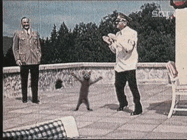 nazi-dance-cat_gif-bin