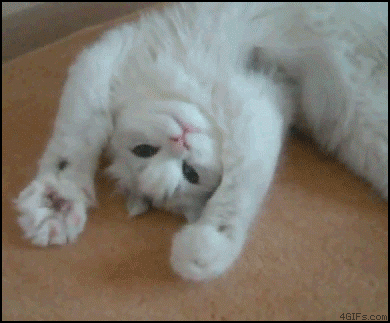 catgif_14