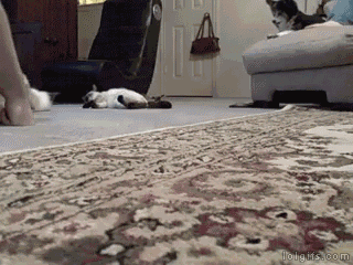 catэ