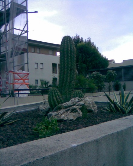 Эрекция в Каннах