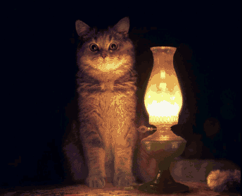 Кот и лампа