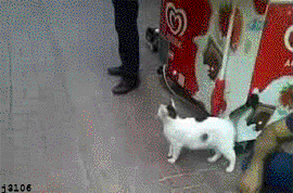 j3l06-cat-against-dog