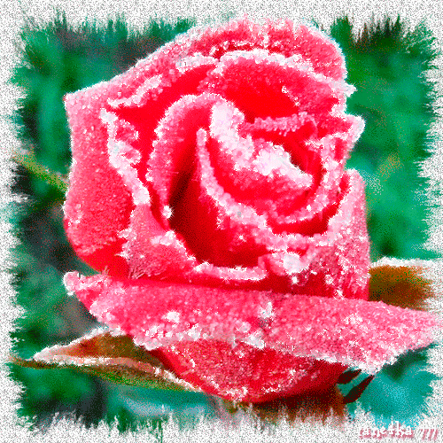 Анимация от tane4ki 777 "Первый снег и мёрзнут розы..."
