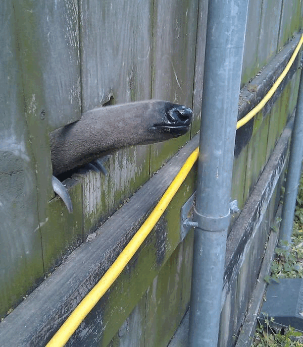 acid_picdump_01