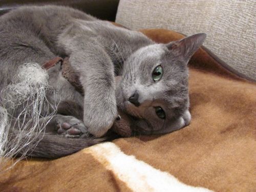 Копия x_abe32a69