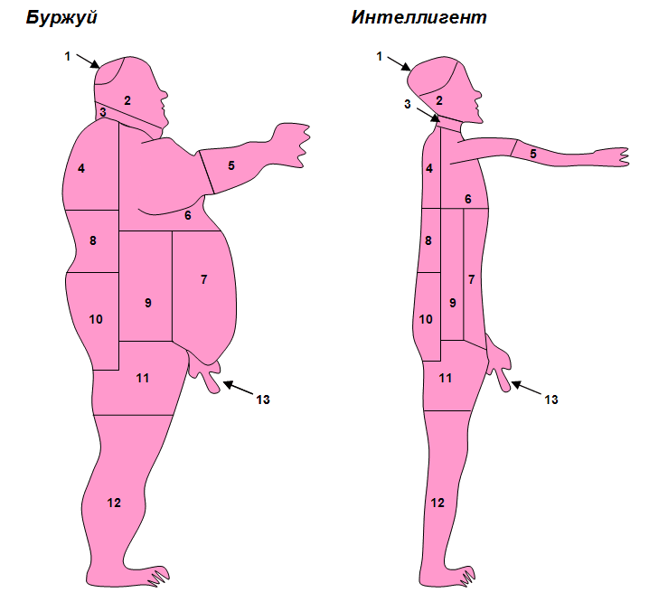 Схема разделки человеческой туши