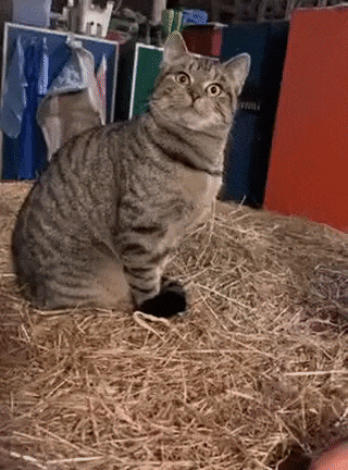 ezgif-7-b96317b0472a