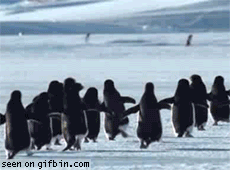 1233399362_flying-penguins---p3