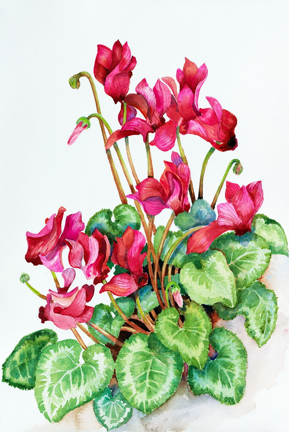 Китайская Ботаническая акварель цветы цикламен
