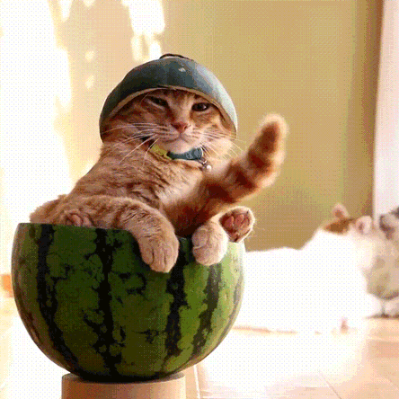 Кот в арбузе