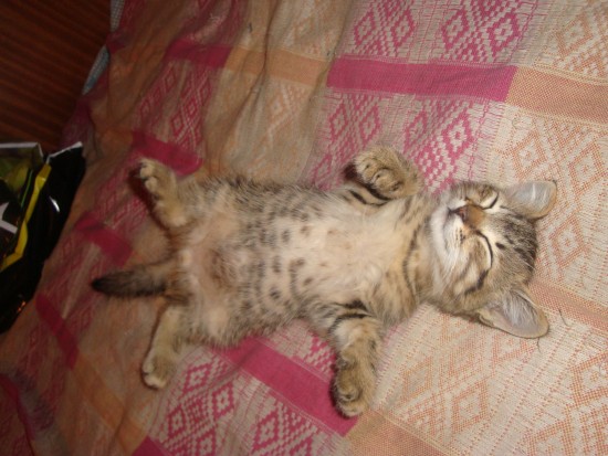 вот такой маленький котэ ))))