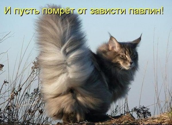 хвост